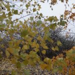 2019-11-11, Tempelhof